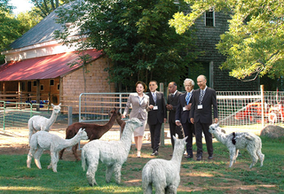 A special committee was sent to a nearby alpaca farm to scout mating pairs and pet some alpacas.